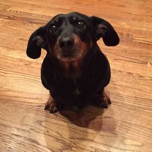 Meet your Posher, Louise